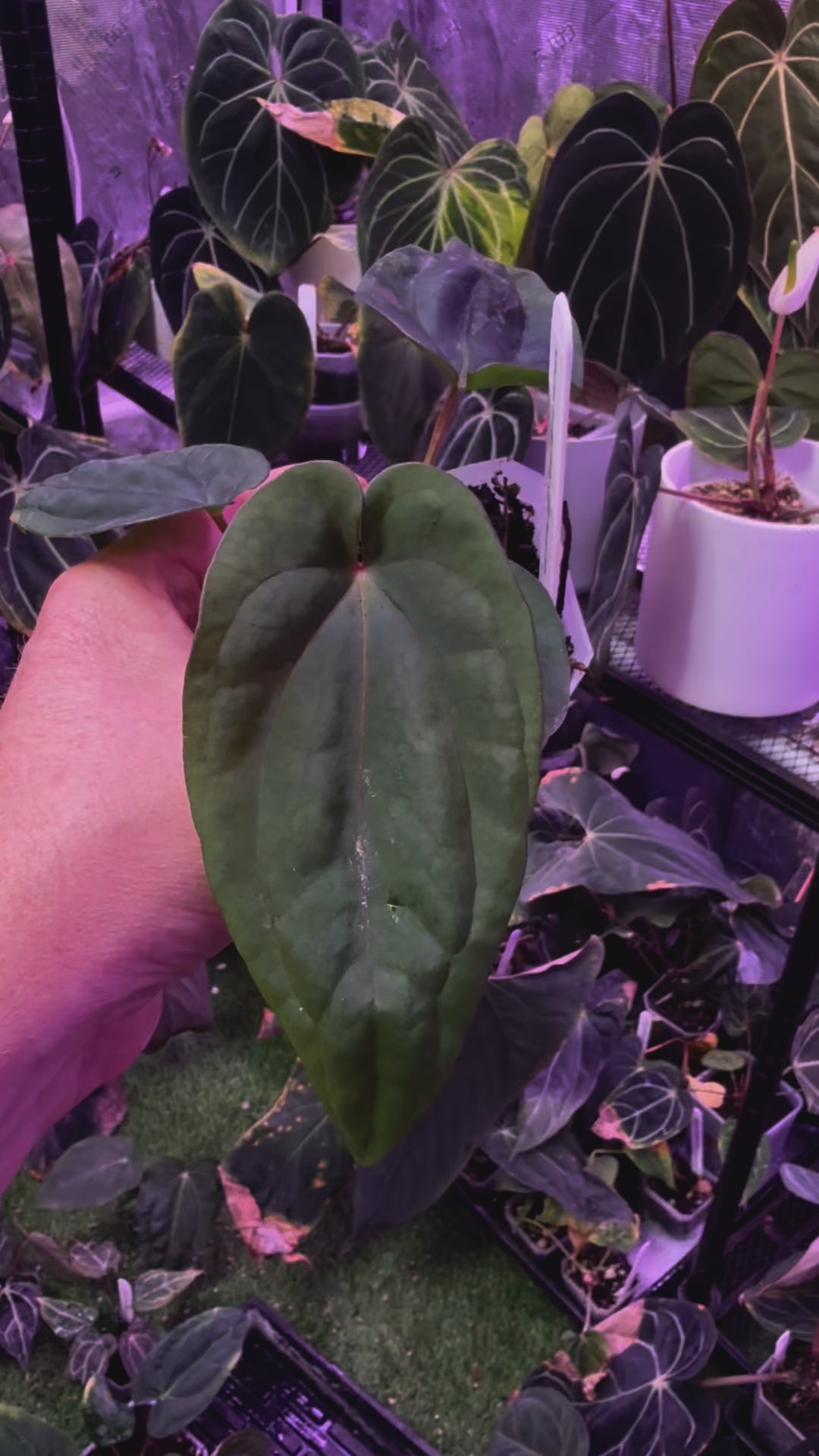 Anthurium dressleri ‘Windy’ x BVEP/antolakii ‘Round x Felix’ B