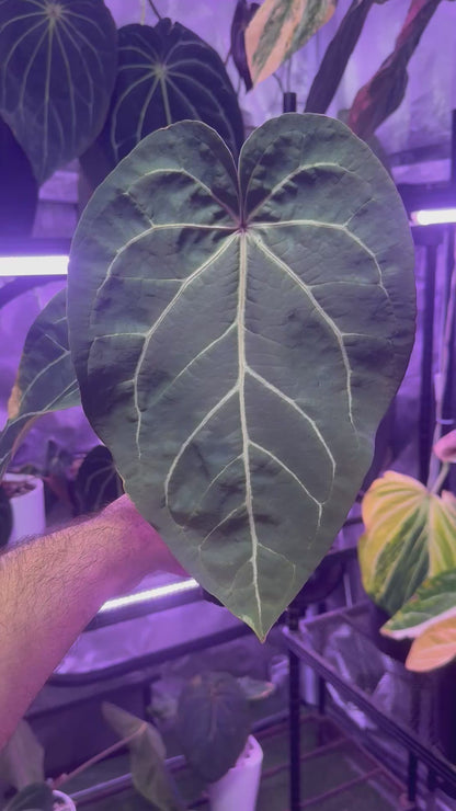 Anthurium Araña x Tim Andersons “Stripey”