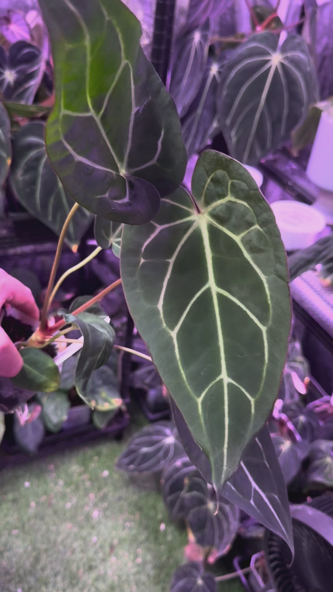 Anthurium carlablackie 'Round xGPH001' X Black Widow x Michelle 4