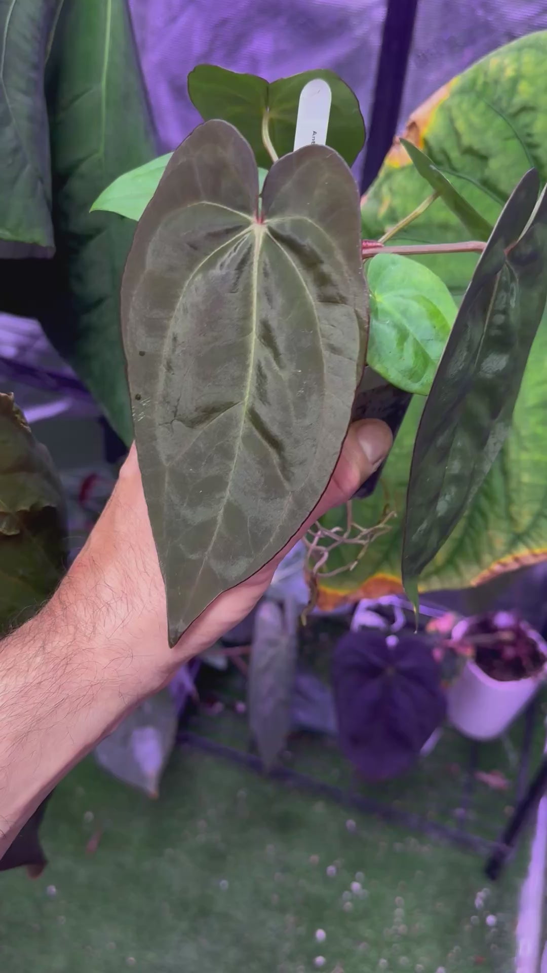 Anthurium Black Cherry x carlablackiae RA8