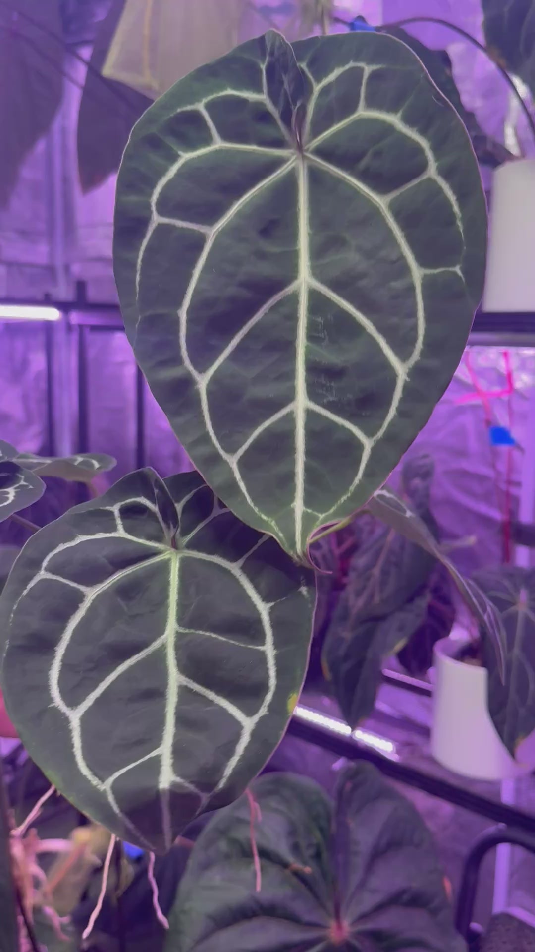 Anthurium (BVEP x “Black Widow x Michelle”) x “Black Widow x Michelle”