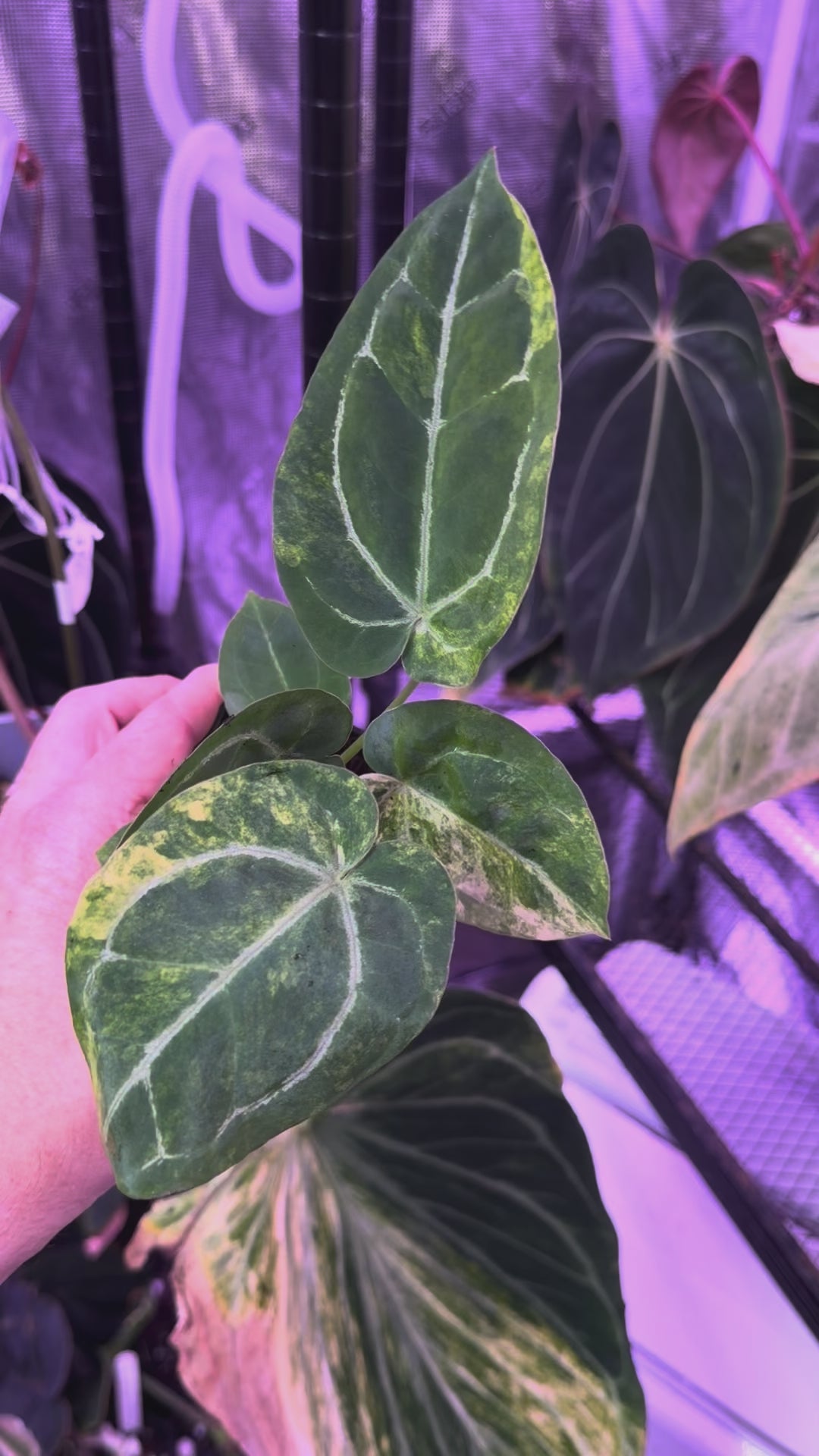 Anthurium papillilaminum"x" X "Michelle" - Variegated