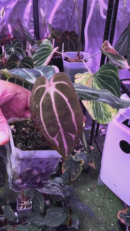 Anthurium carlablackiae “GPH001 x self” X “RA5x10” A