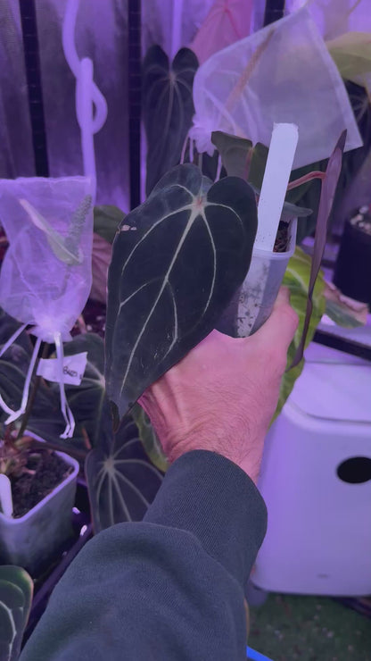 Anthurium carlablackiae "Round x GPH001" - cut of my mother