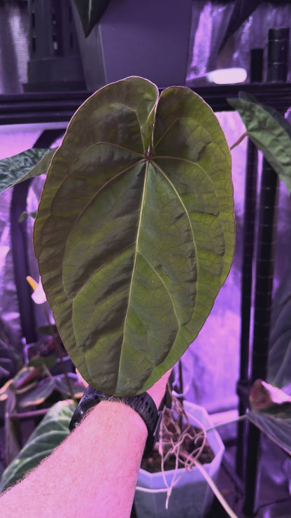 Anthurium "Udaka" x dressleri RG founder clone #2 AC