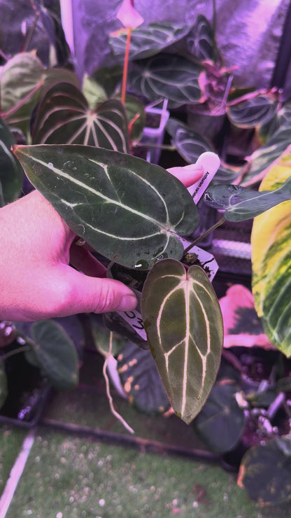 Anthurium carlablackiae “GPH001 x self” X “RA5x10” 03