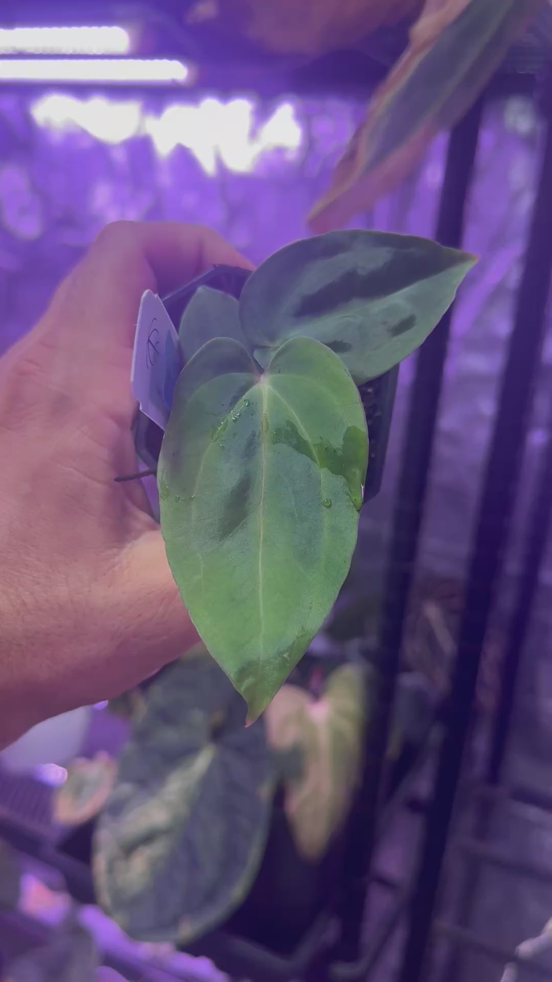 Anthurium carlablackiae District x (BVEP Elefont x “Black Widow x Michelle”)