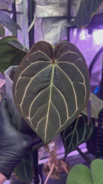 Anthurium carlablackiae RA8 clone