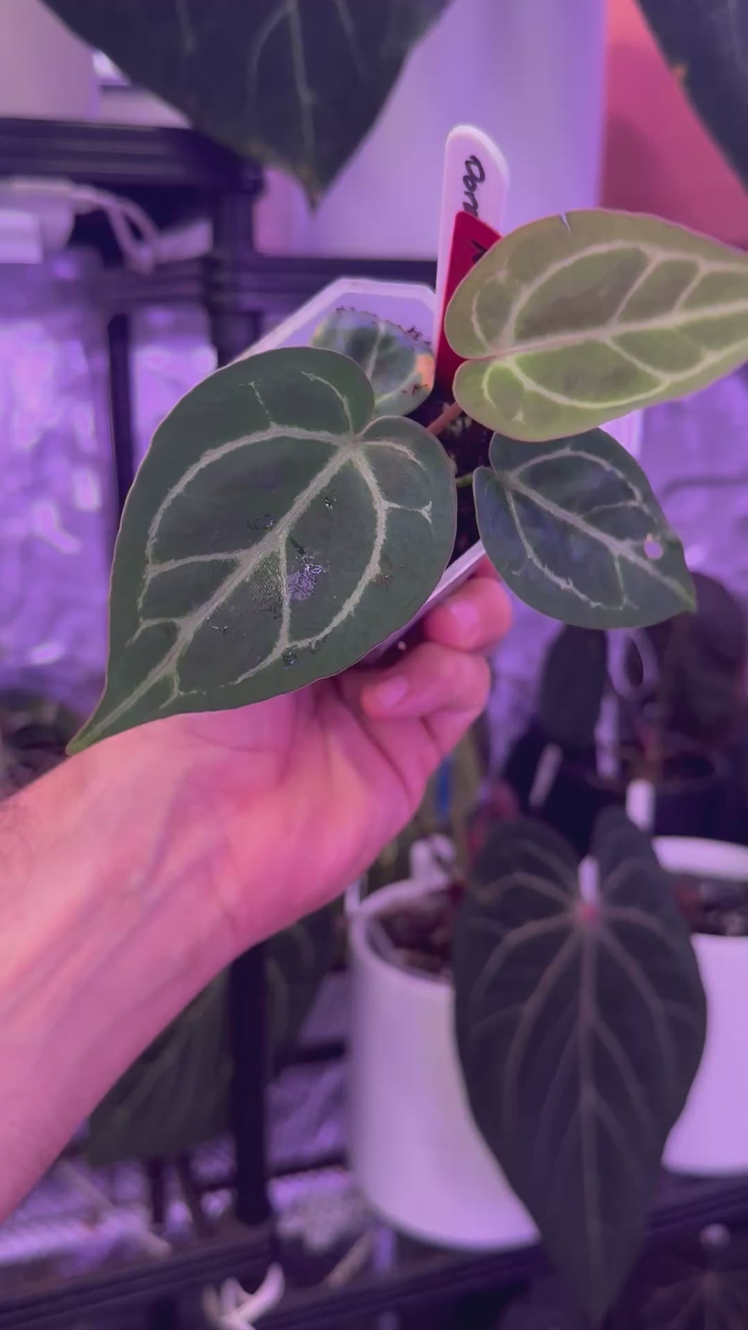 Load video: Anthurium doroyaki 'super silver' x (Black Widow x Michelle)