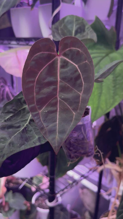 Anthurium Dorito x Tezula Red Crystal