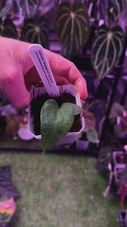Anthurium Panamama 3.0 x sp. nov. DF 2