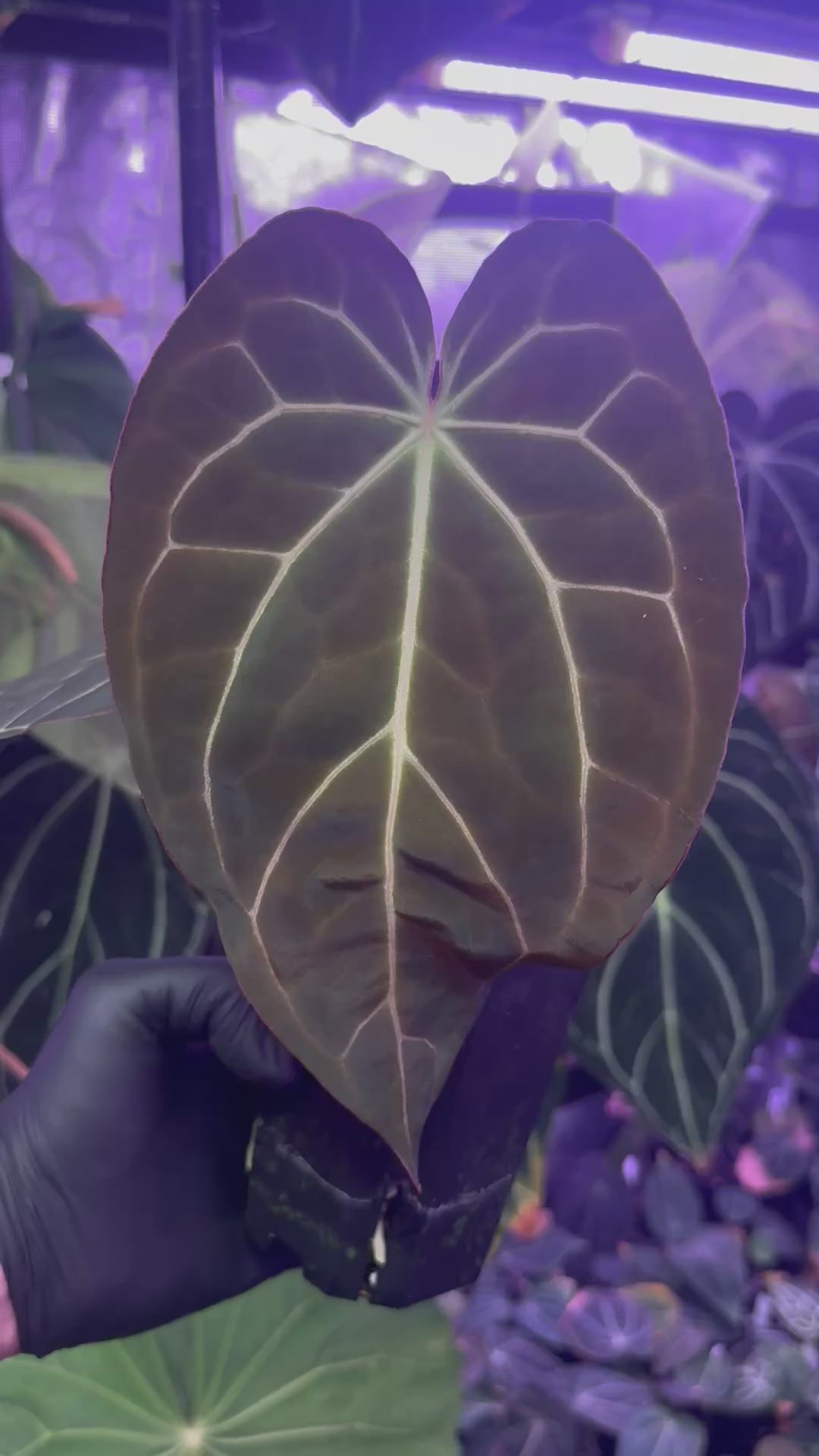Load video: Anthurium (carlablackiae “District” x “Black Widow x Michelle Buz2”) x Tim Anderson “Stripey”