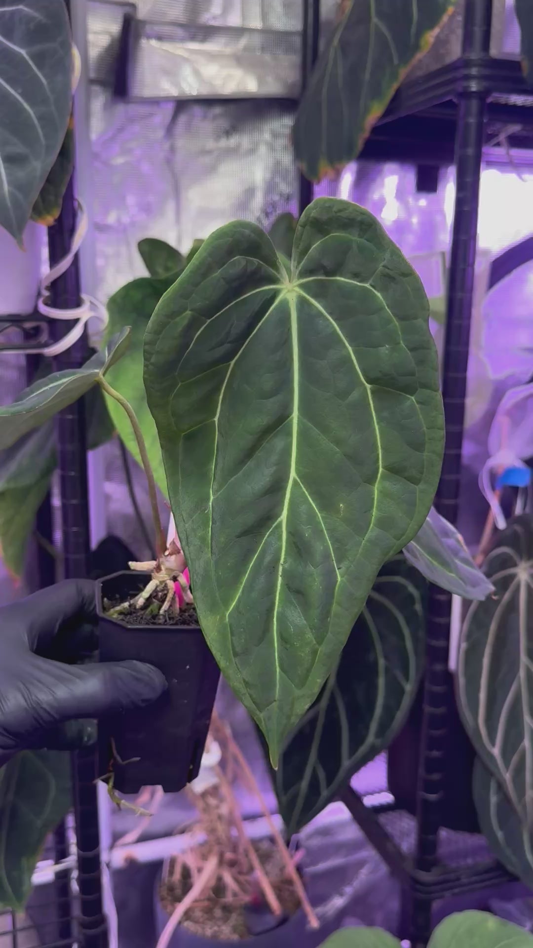 Anthurium cf. crystallinum x Tim Anderson Stripey