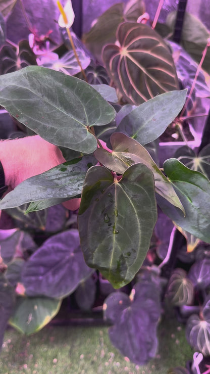 Anthurium carlablackiae OG1 x ? - A