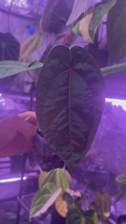 Anthurium Udaka x dressleri RG #2
