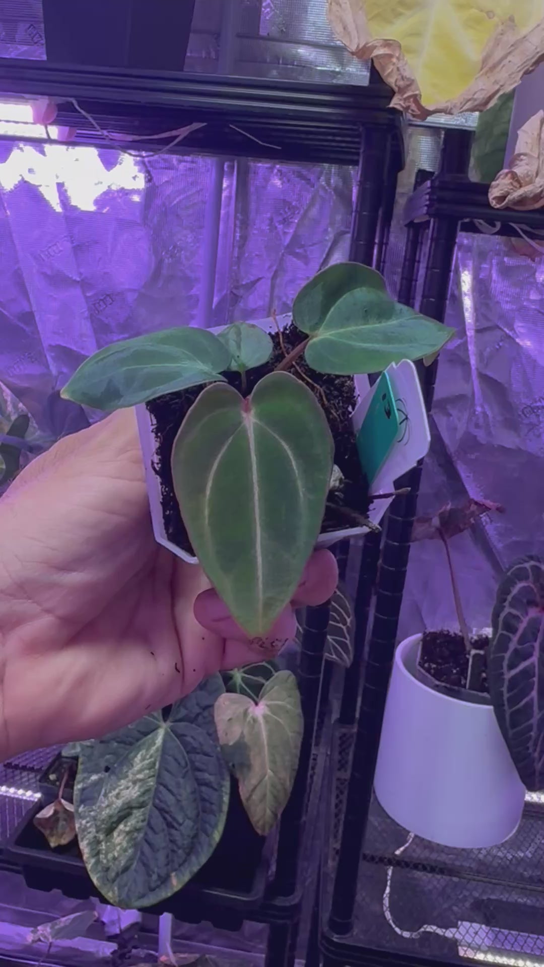 Anthurium carlablackie 'RA4 × PM1' × 'Buz 1 × RA8'