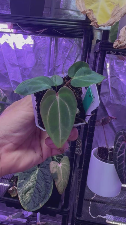 Anthurium carlablackie 'RA4 × PM1' × 'Buz 1 × RA8'
