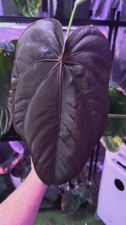 Anthurium dressleri "NSE"