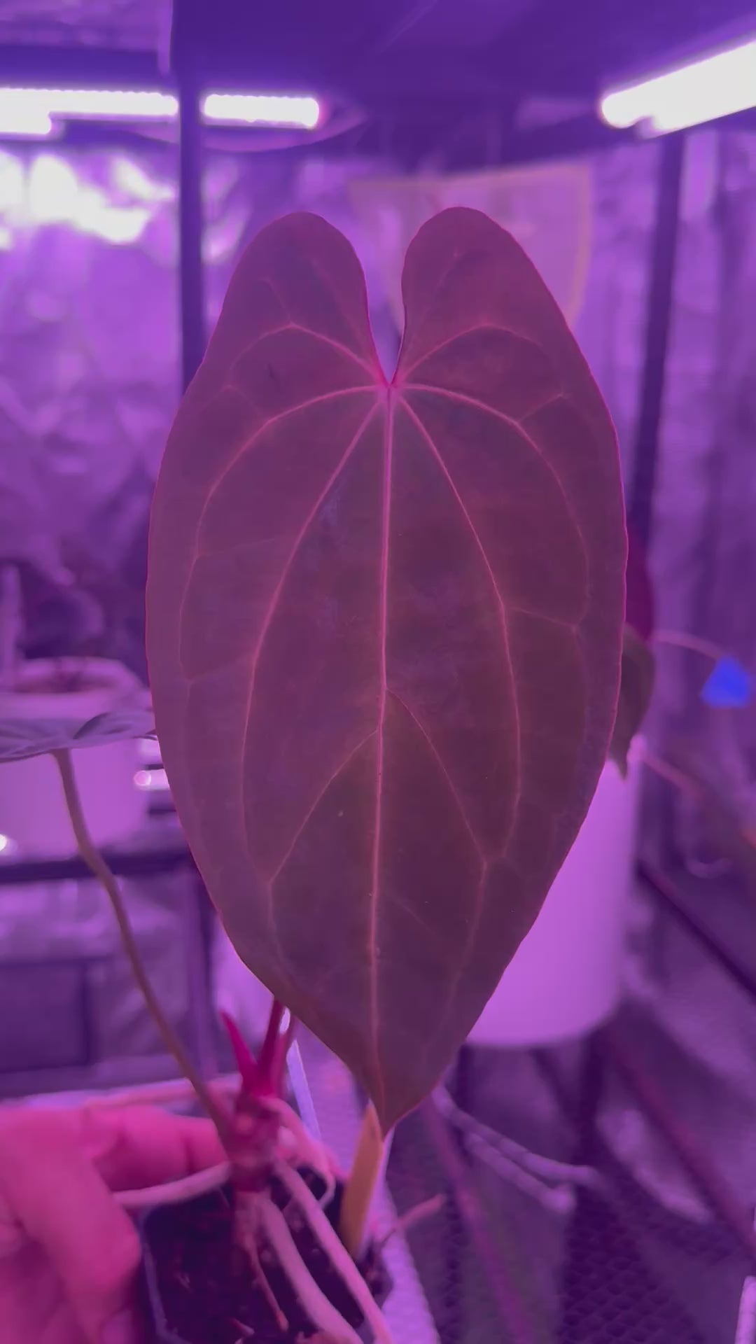 Anthurium Pap x RVDP