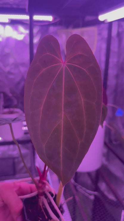 Anthurium Pap x RVDP