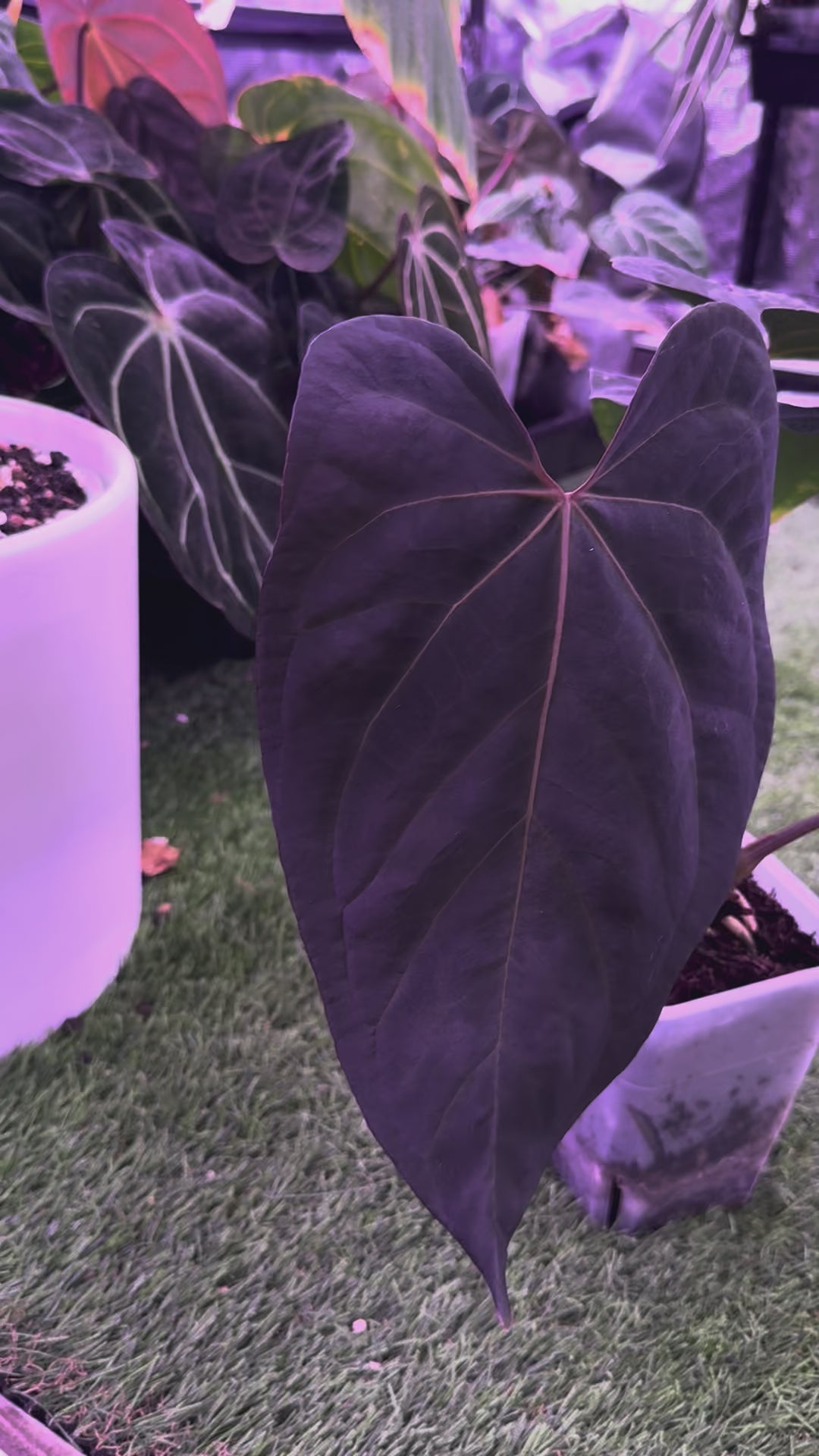 Anthurium (dressleri x carlablackiae) x NSE portillae