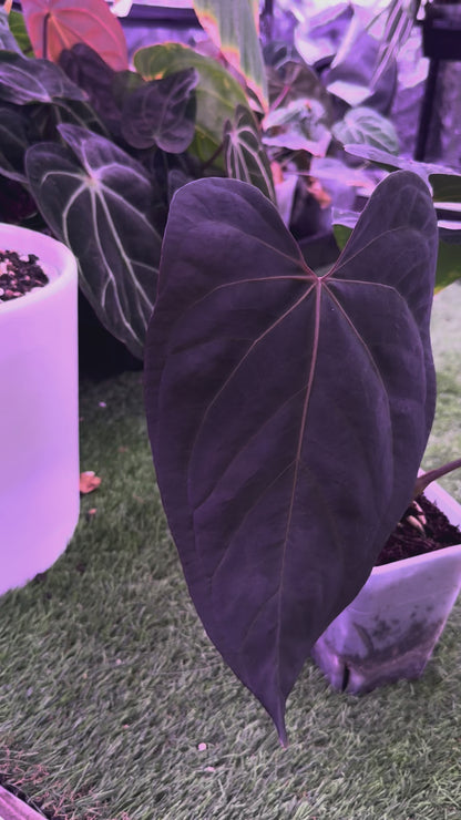 Anthurium (dressleri x carlablackiae) x NSE portillae