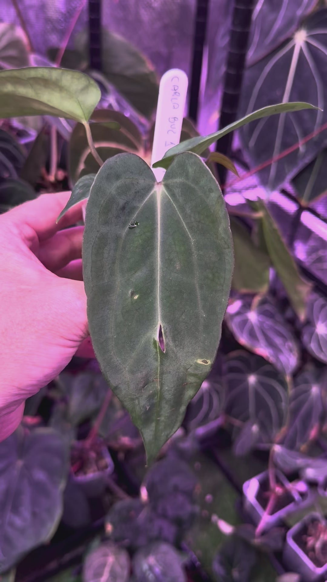 Anthurium carlablackiae "Buz 1" X (carlablackiae x sp. nov. DF) A