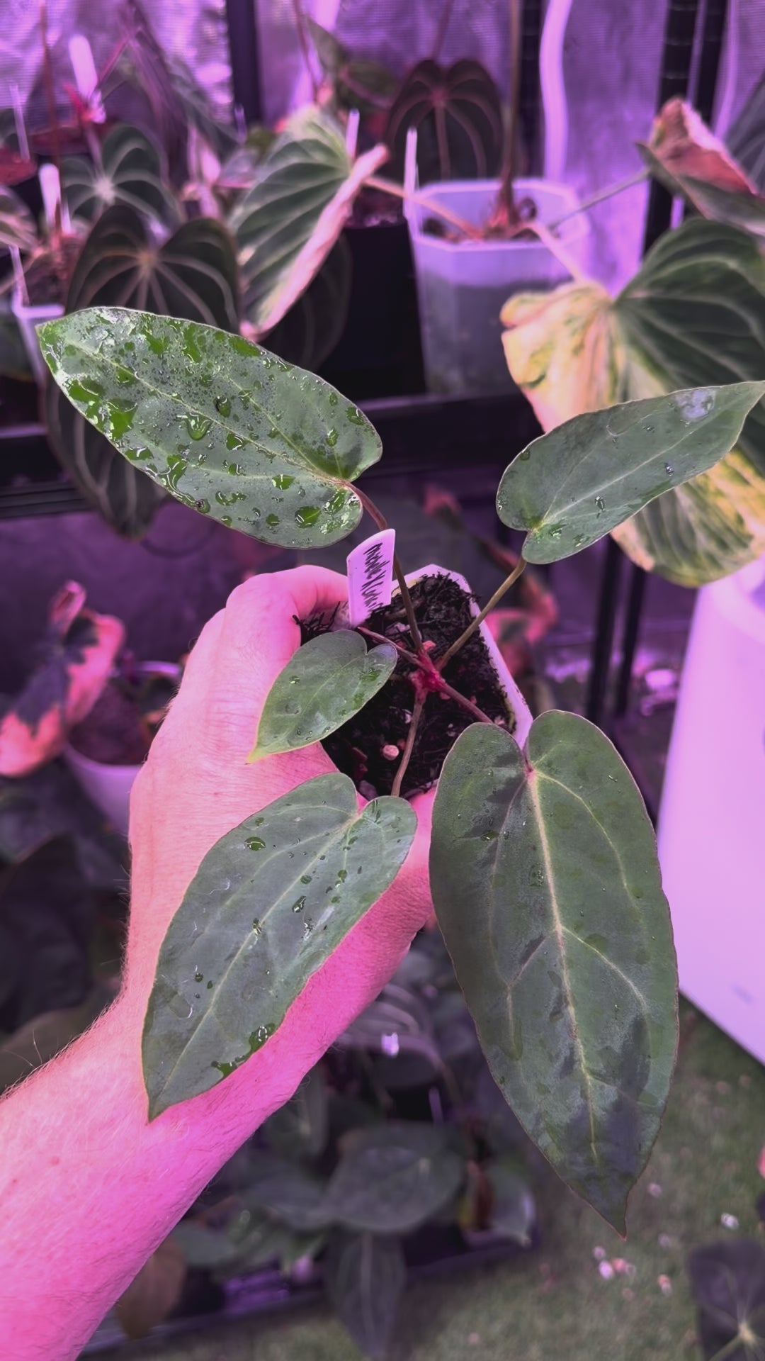 Anthurium "Michelle x dressleri RG F2 x carlablackiae "Amanda")