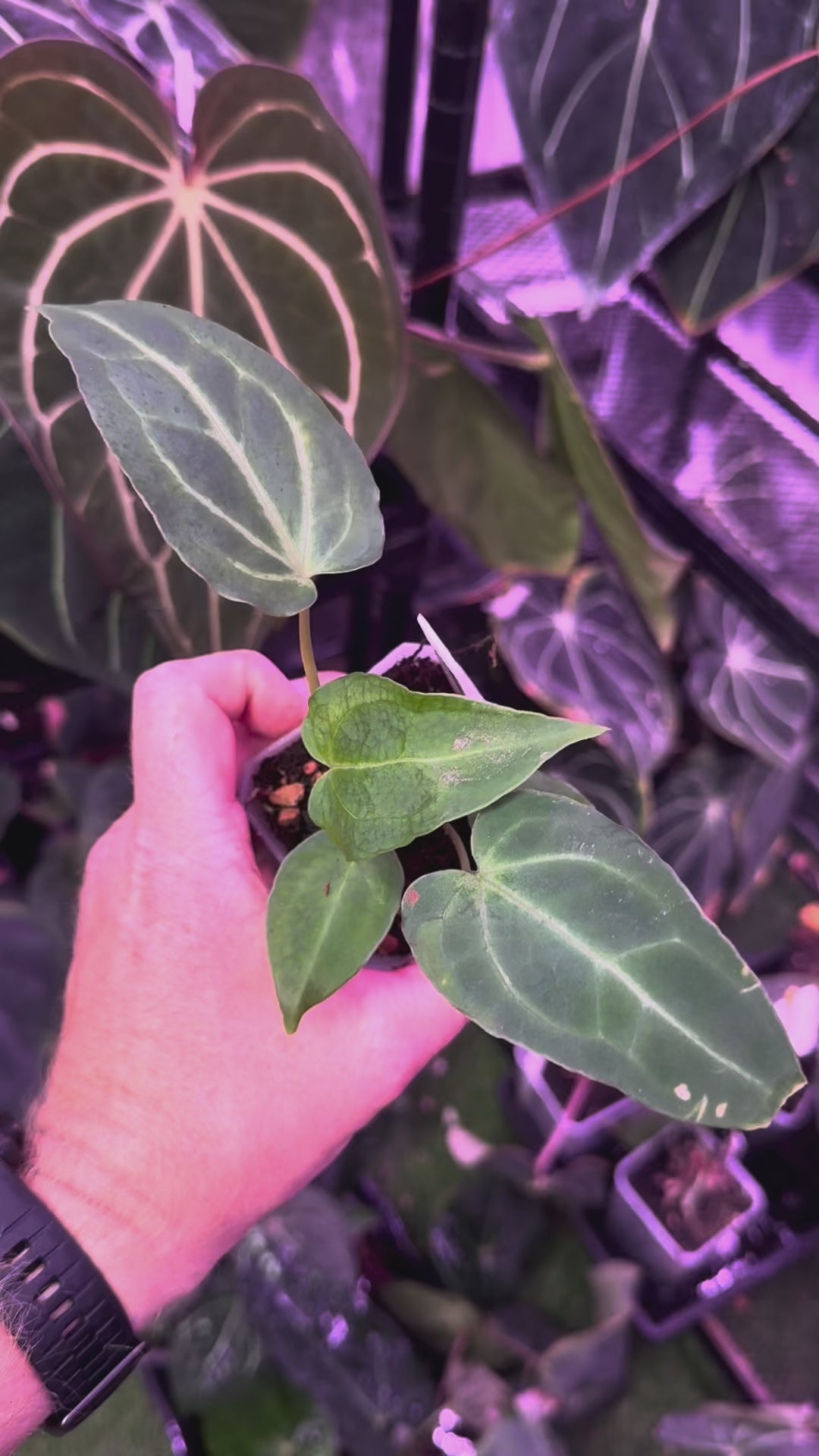 Anthurium Black Widow x Michelle X mag ‘Norte’ 1