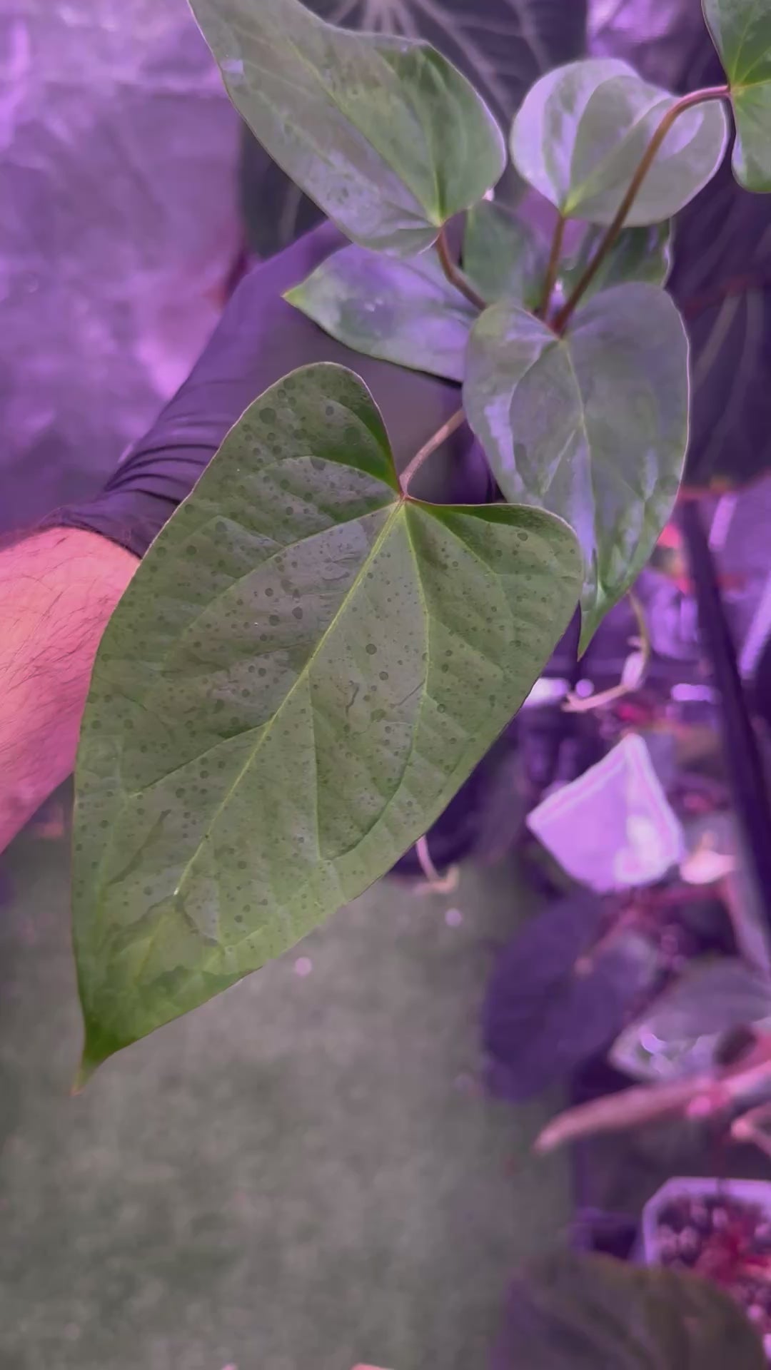 Anthurium Stripey x ustuopoense