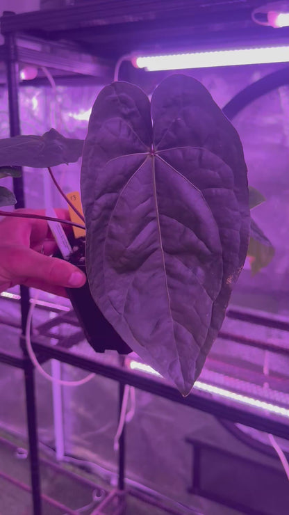 Anthurium Udaka x dressleri RG F1