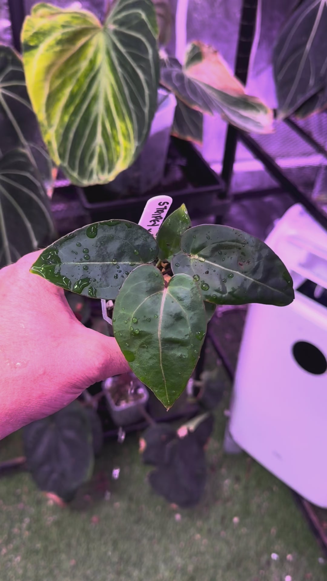 Anthurium "Tim Anderson Stripey"  X "Araña" 05