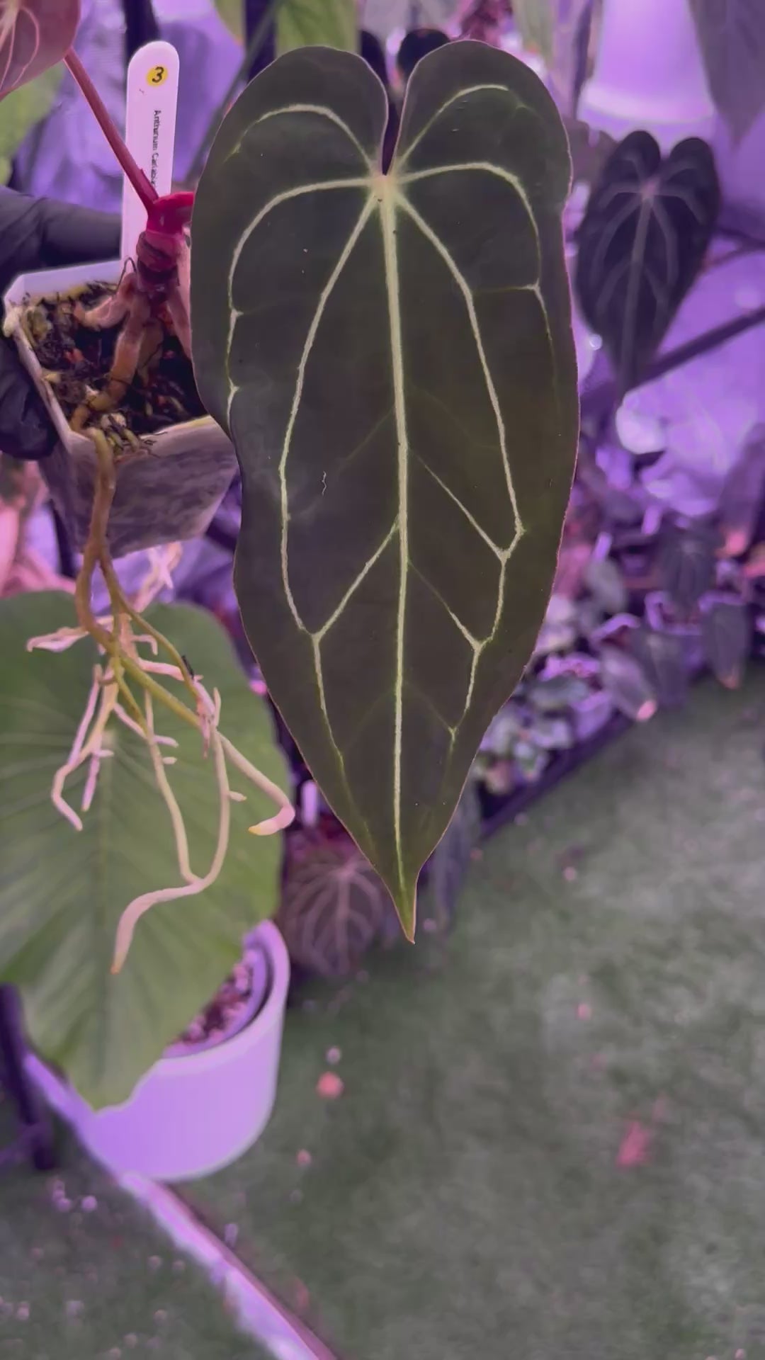 Load video: Anthurium carlablackiae RA4 x Snake Oil Buz 2