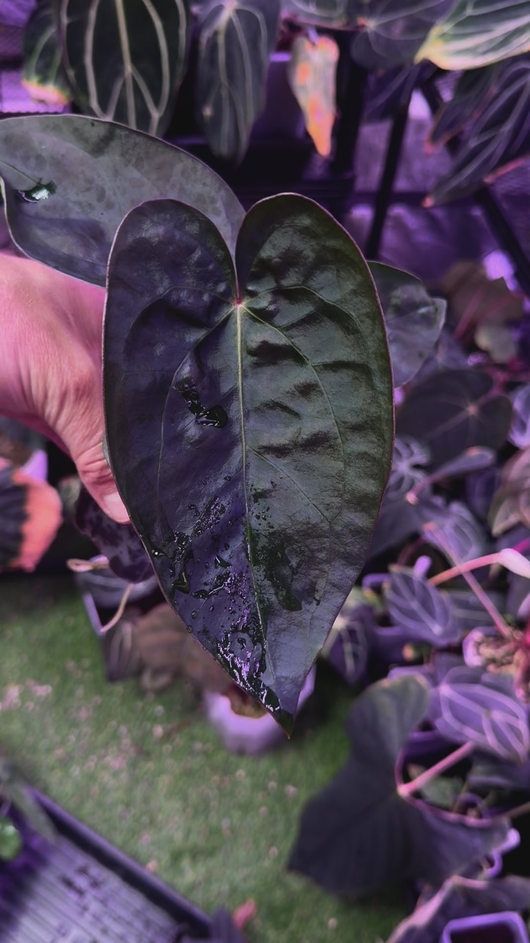 Latest Drops – Buz Plants Latest Drops – Buz Plants