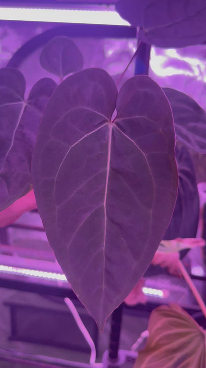 Anthurium “Black Widow x Michelle” x Dorito