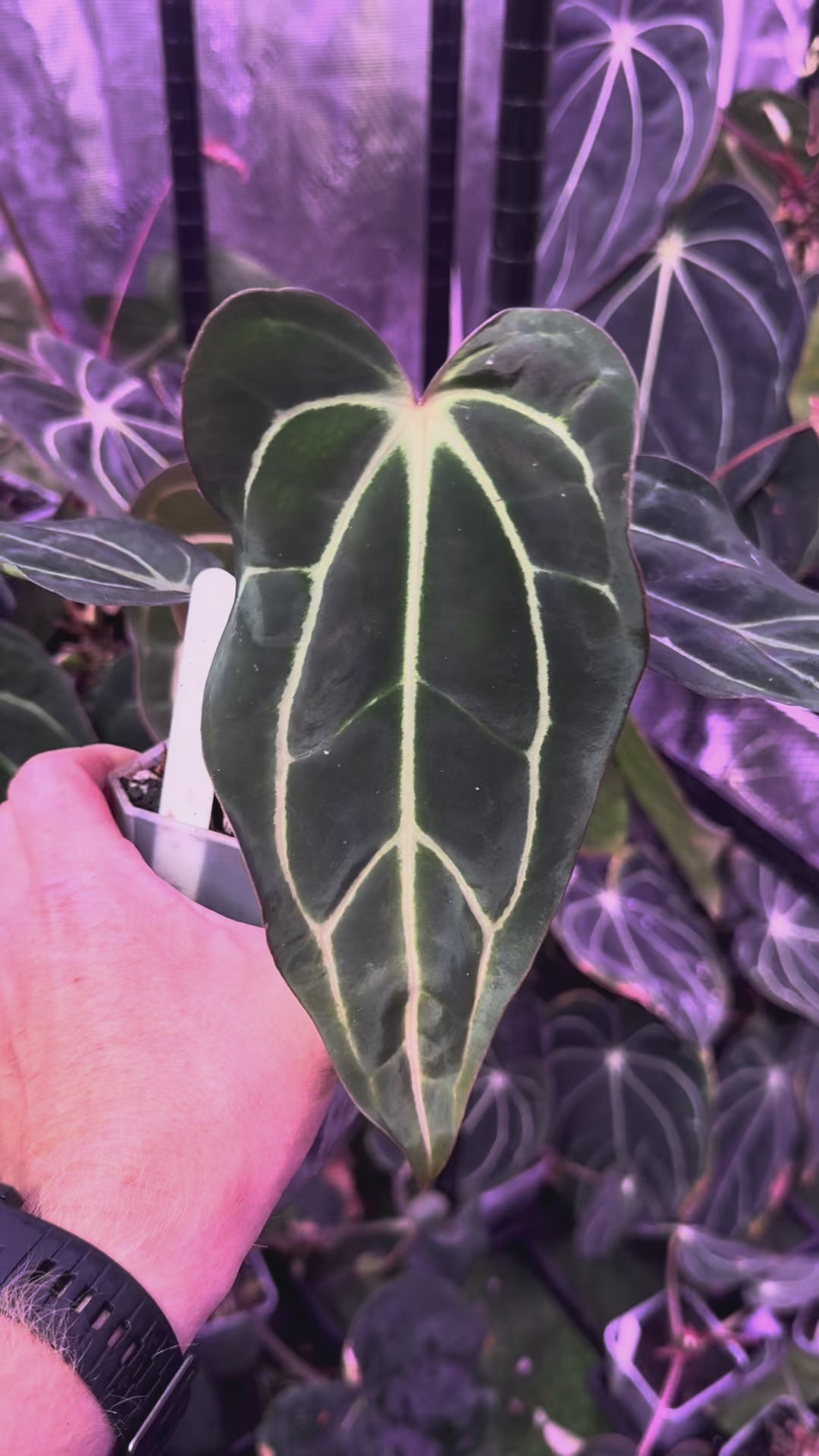 Anthurium carlablackiae RA ‘Pia’ X ‘Round x GPH001’
