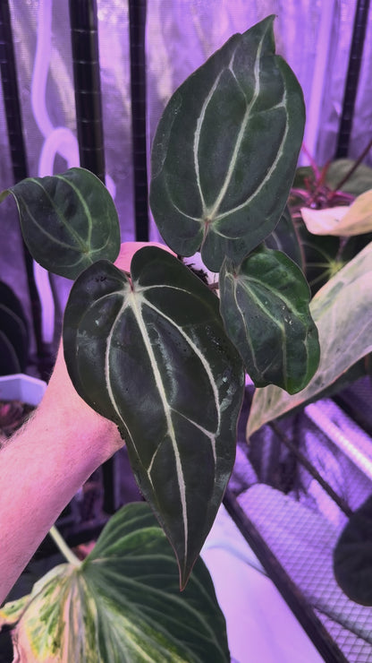 Anthurium carlablackiae Buz 1 X RA5x10