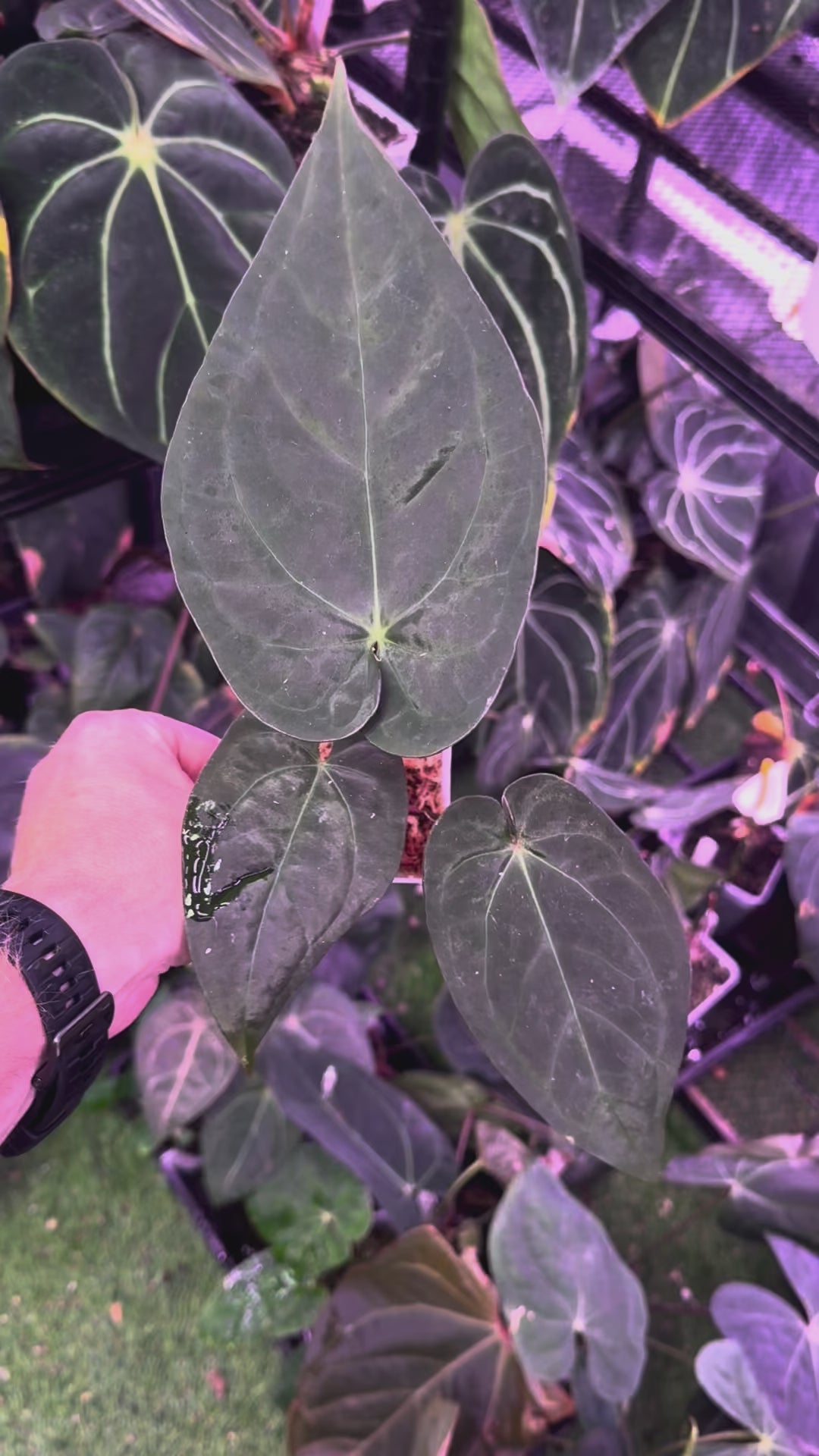 Anthurium “Black Cherry” - Clone