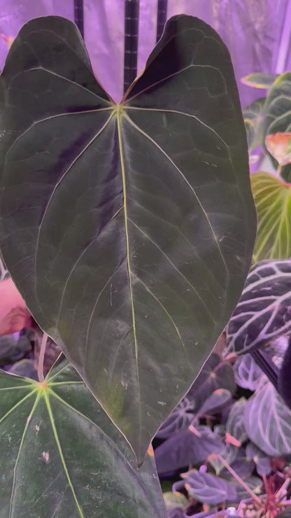 Anthurium PanaMama 3.0 X (dressleri x Carla) - large flowering