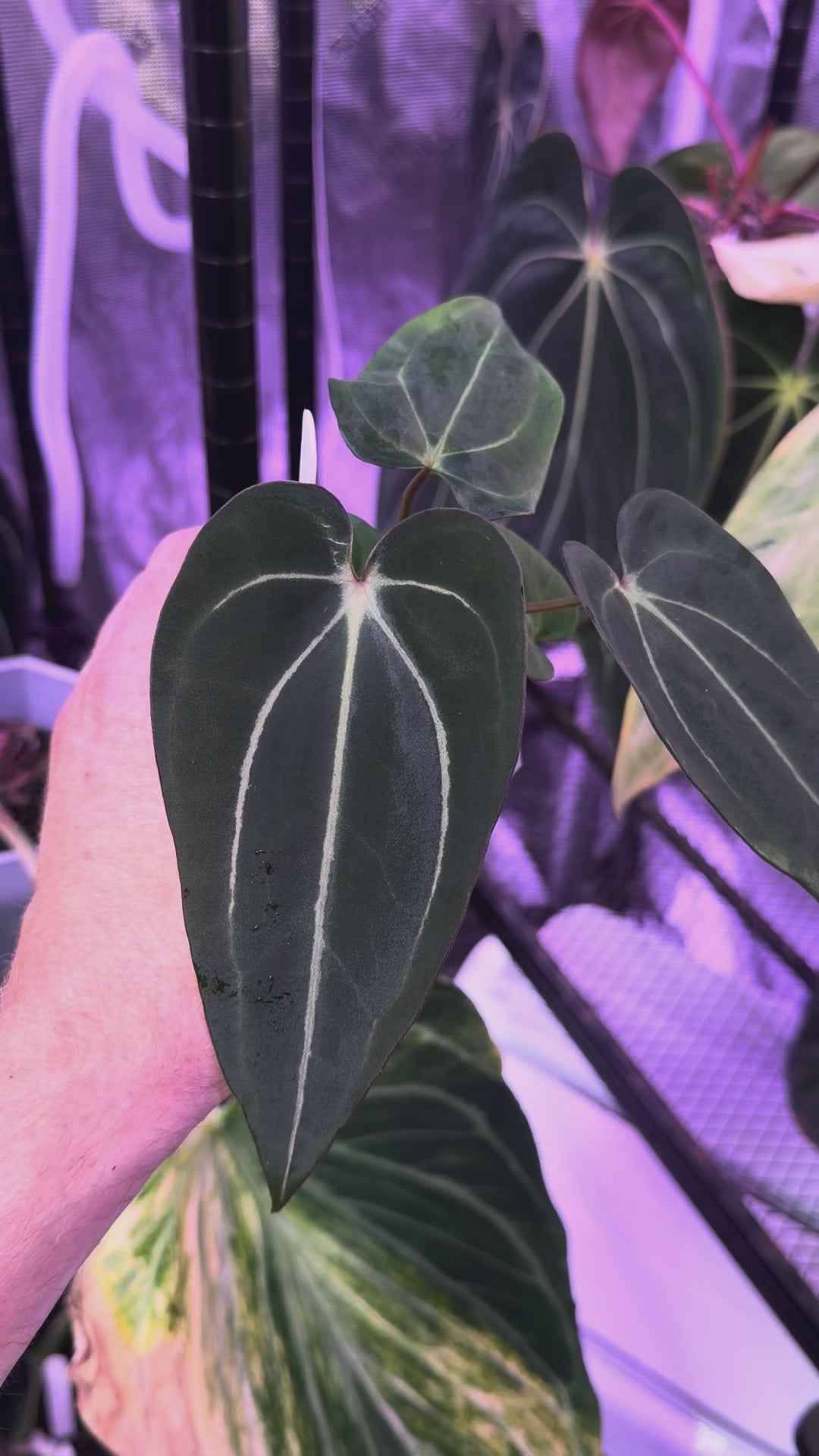 Anthurium carlablackiae "OG3" x "Buz 1"