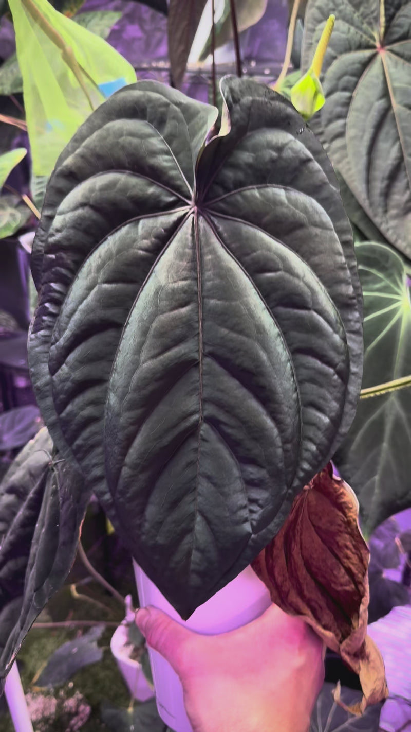 Anthurium dressleri RG F2 - JV