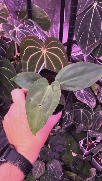 Anthurium sp. nov. DF x carlablackiae "RA5x10"
