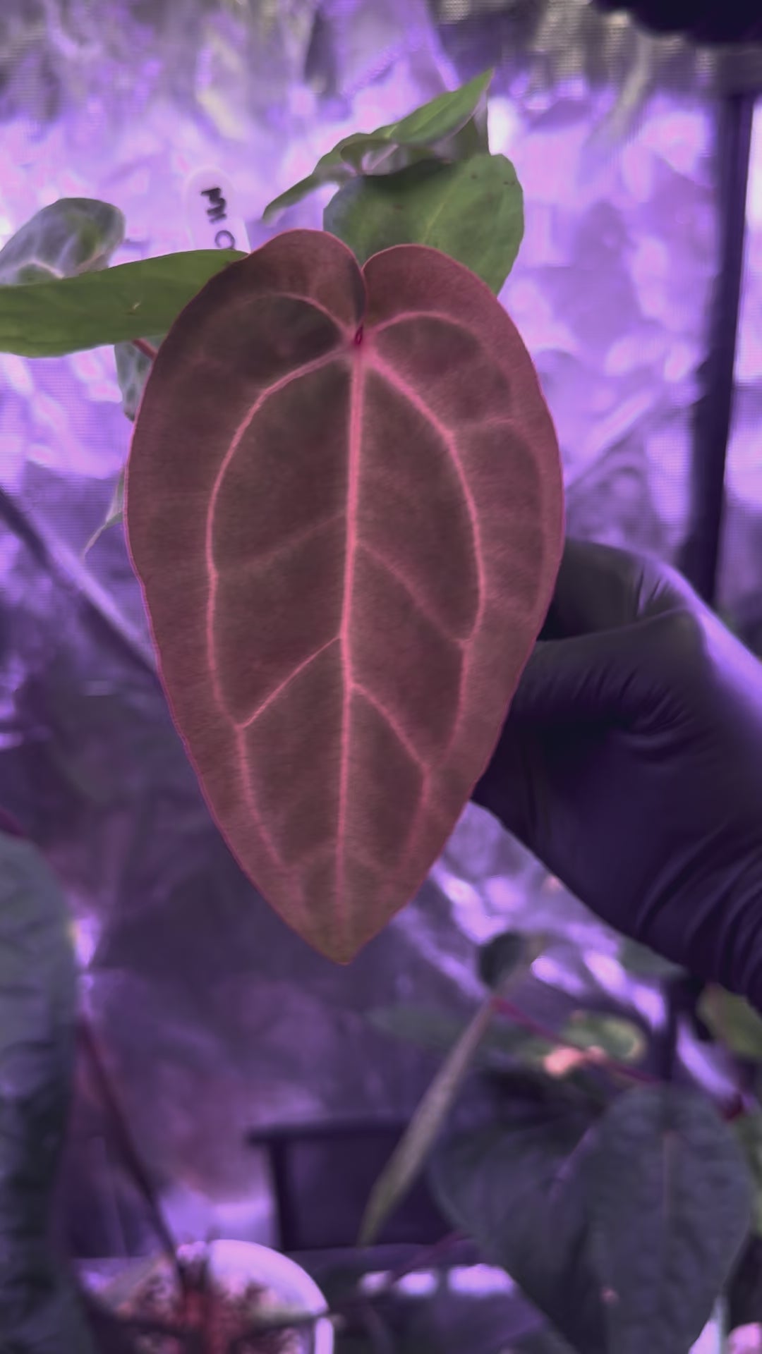 Anthurium Michelle x (carlablackiae X sp. nov. df)