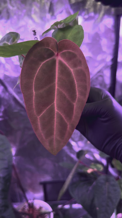 Anthurium Michelle x (carlablackiae X sp. nov. df)