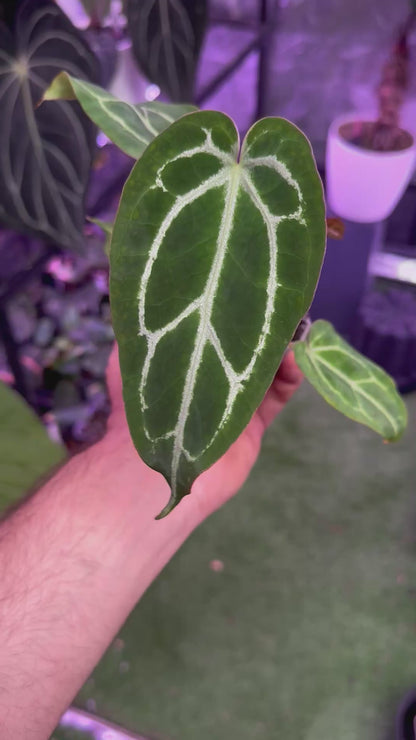 Anthurium crystallinum ‘Chocolate’ x (Black widow x Michelle)