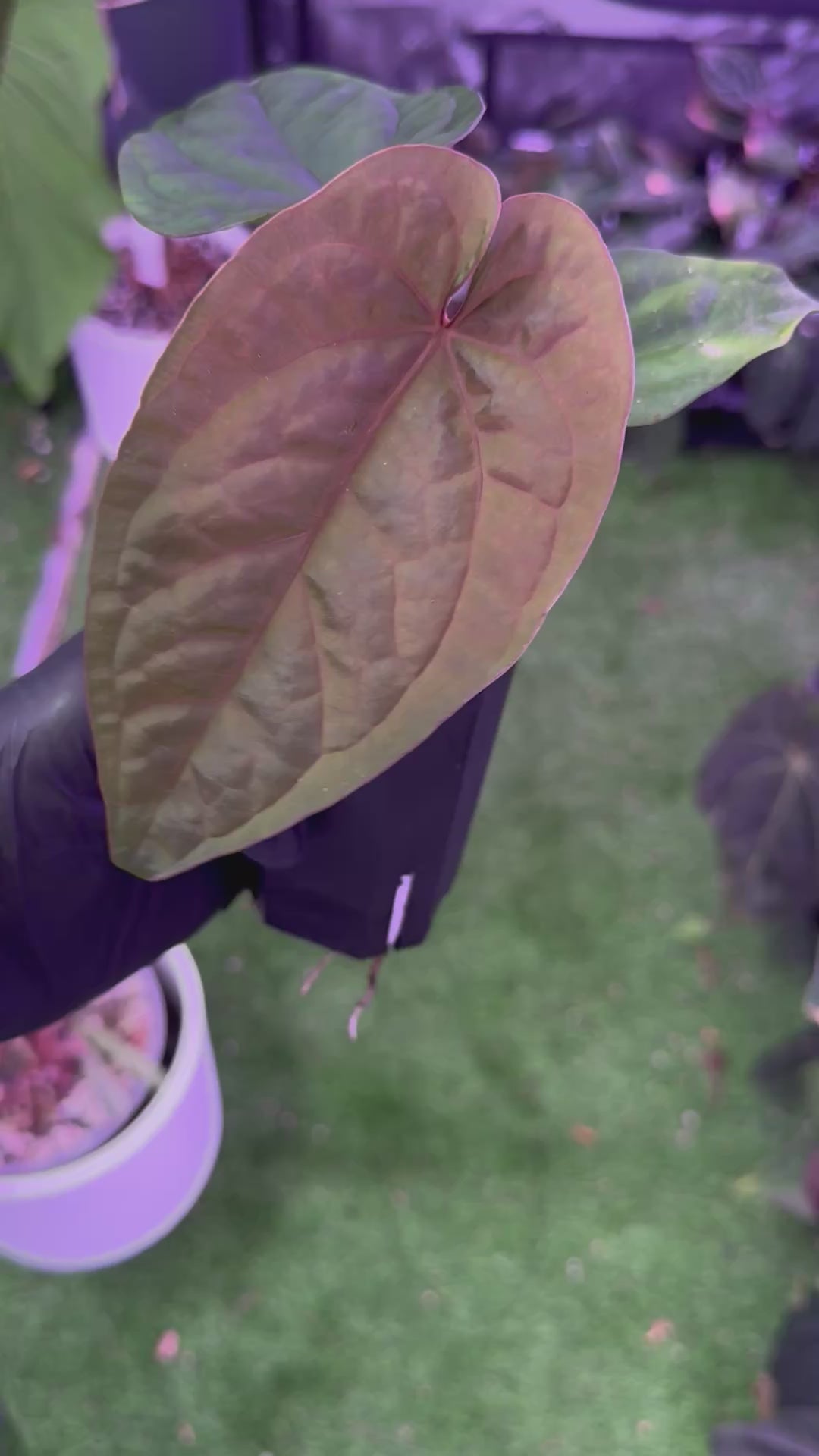 Anthurium dressleri RG F2 x debile