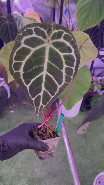 Anthurium SKG Silver x crystallinum sx. Antiqua