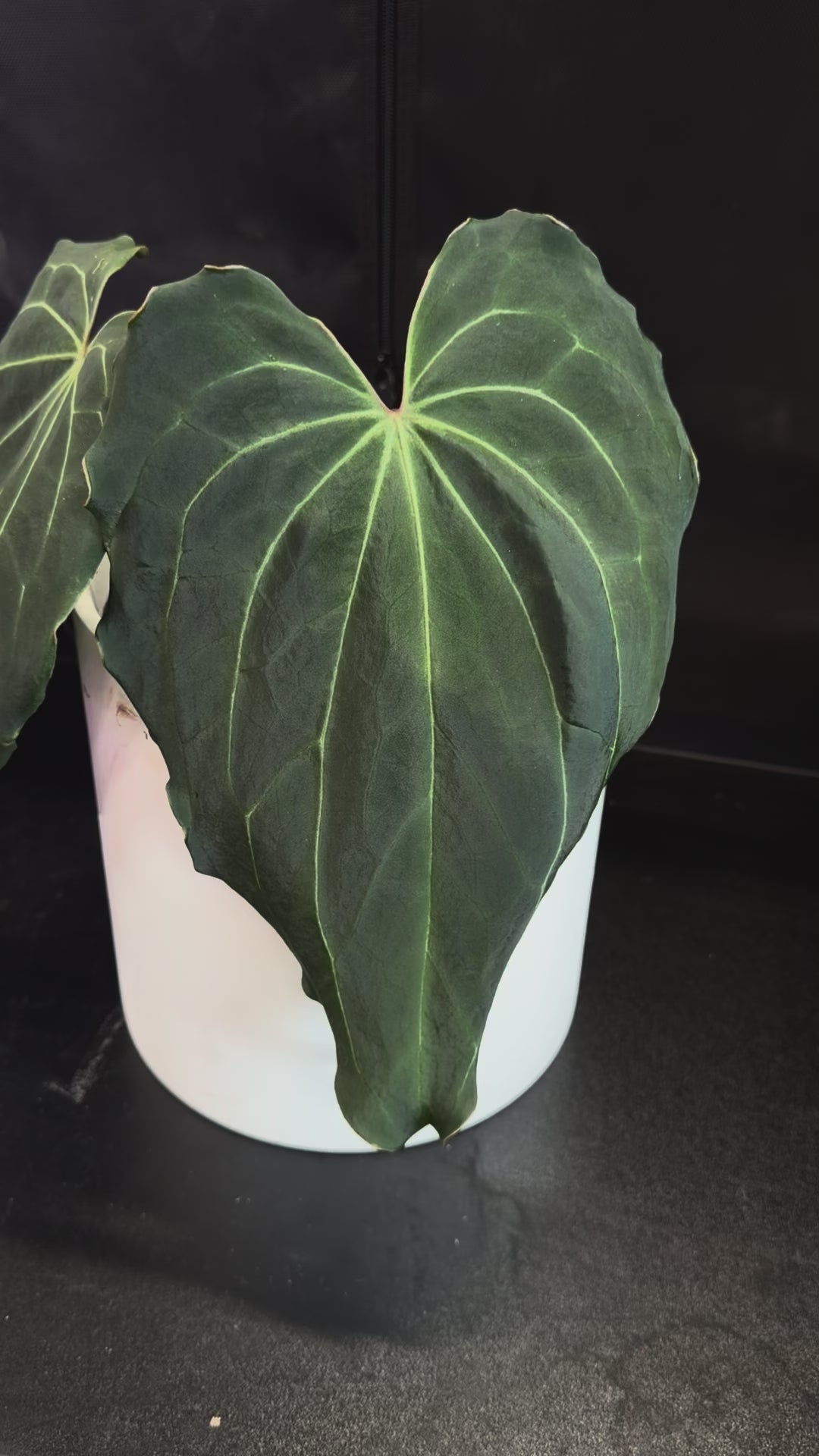 Anthurium "Spinnekop", video of the exact plant for sale
