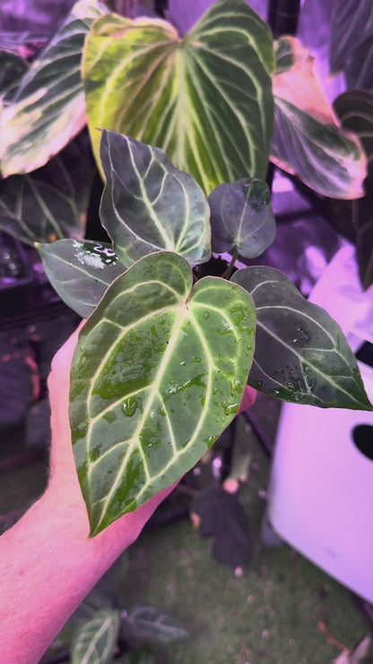 Anthurium ‘Tim Anderson Stripey’ X carlablackiae ‘RA6’ 01
