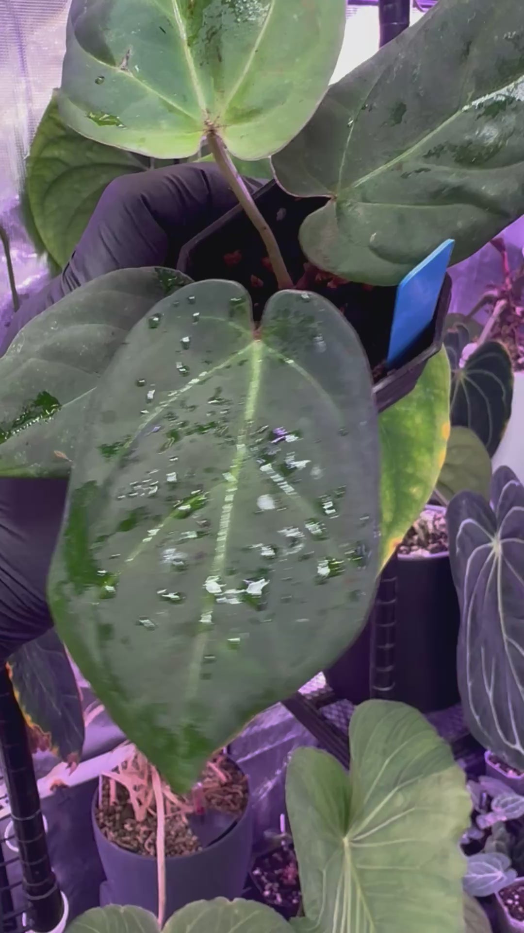 Anthurium (King of Spades x BVEP) x ‘Black Widow x Michelle’